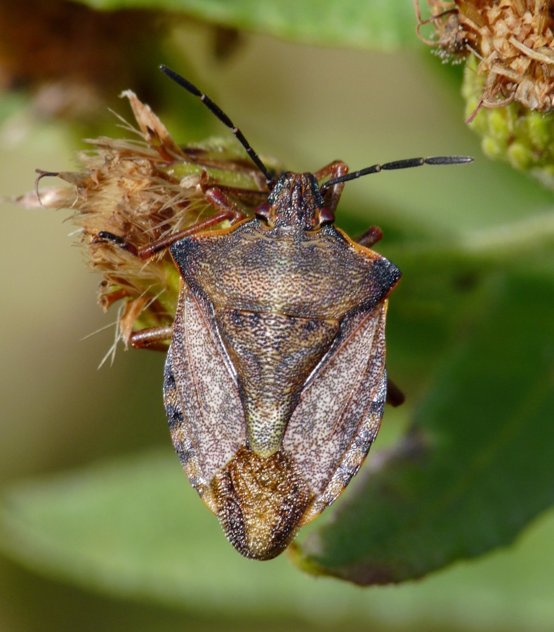 Pentatomidae: Carpocoris mediterraneus di Livorno